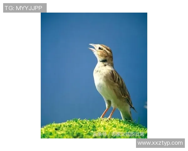 柏太阳神与冈山绿雉今日比赛结果揭晓精彩瞬间回顾与分析